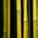 Bamboo Forest green bamboo 10x15 fine art nature photography home decor