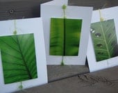 Beautiful Amazon Leaves - ARTful Photo Cards Pack of (3)
