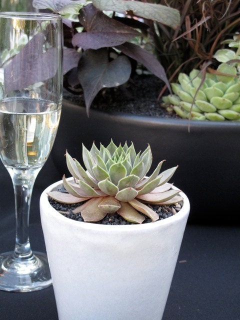mixed bag of 6 large succulents