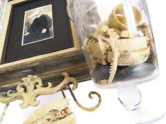 Armadillo bone terrarium collection: Armadillo skeleton & skull terrarium with matching art