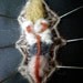 Knitted Earthworm Dissection