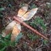 carved cedar -wood and copper dragonfly