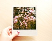 Waiting for Spring Blossom Polaroid Print - Photography Art Print - Home Decor - Wall Art - Bookmark - Buy 3 Get 1 Free