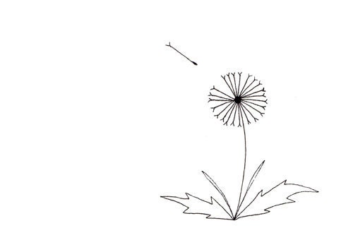Simple Dandelion Drawing - Black and White Art Print - Limited Edition - My First Wish