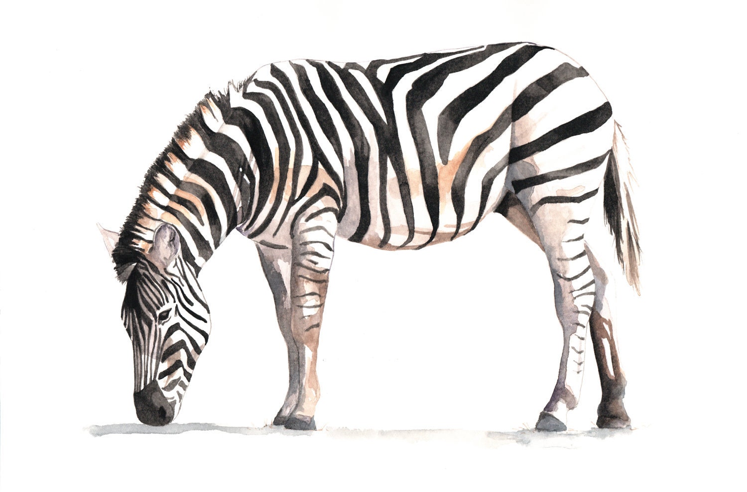 Zebra Painting -Z035-  animal art by Splodgepodge print of Watercolor painting A4