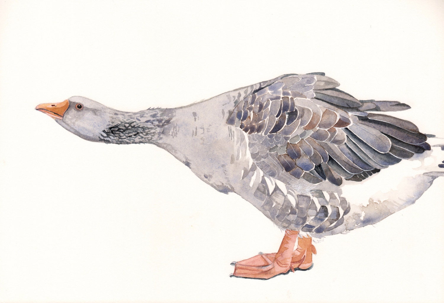 Gander Painting - Goose- Print of watercolor painting A4 print