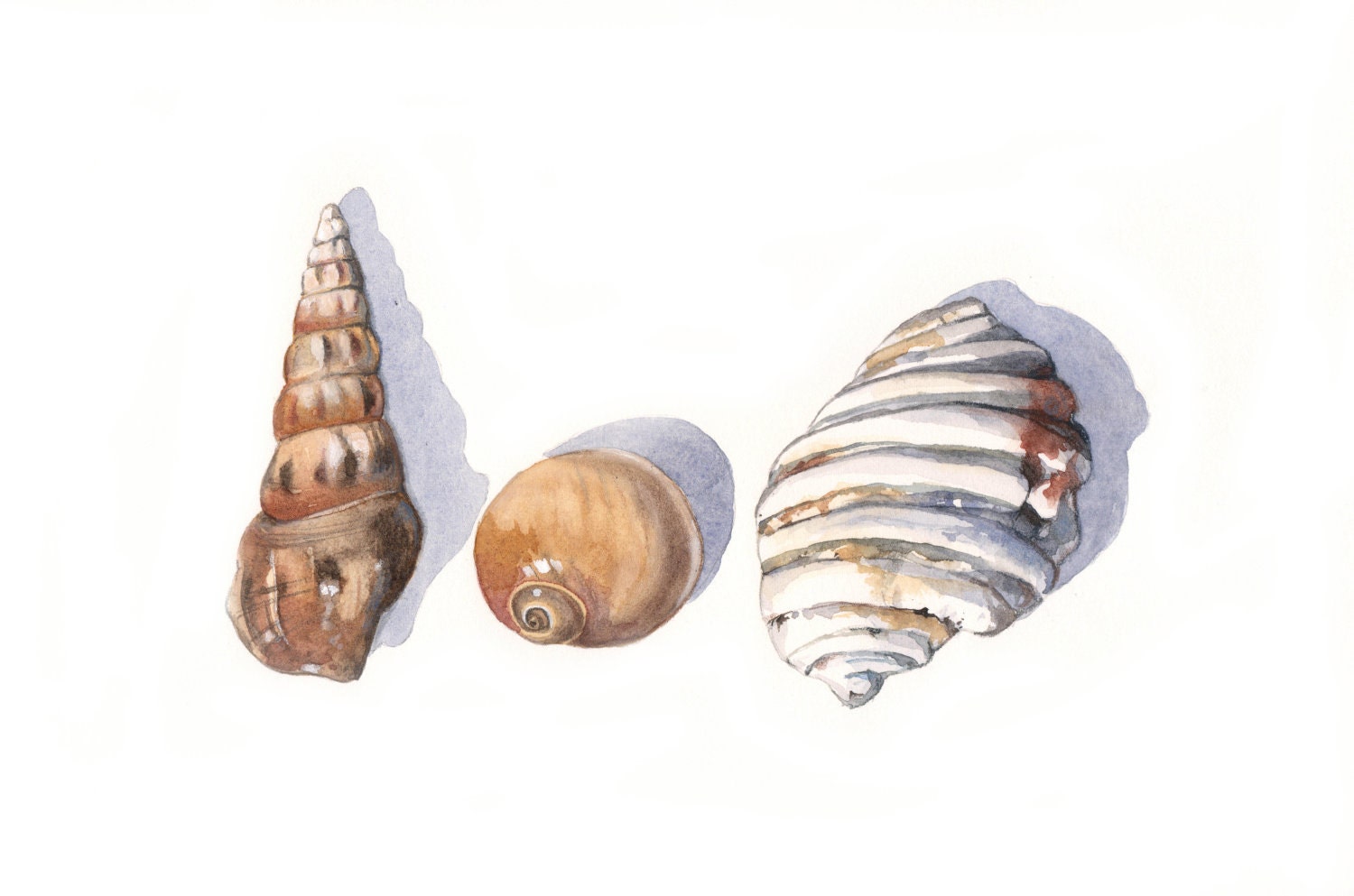 Seashells painting - S025-  Print of watercolor painting - 5 by 7 print - Splodgepodge