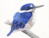 Kingfisher Painting -K038-  print of watercolor painting - 5 by 7 print