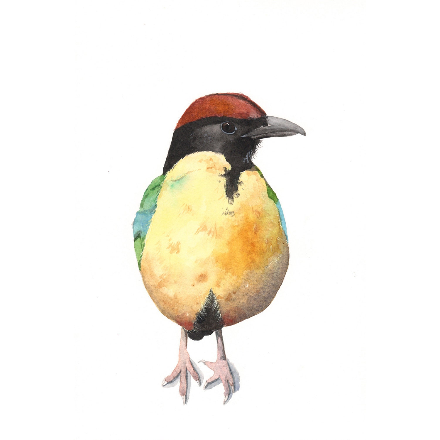 Bird Watercolor Painting - Noisy Pitta yellow nature wildlife art - N055- Print of Watercolor Painting - 5 by 7 print - Splodgepodge