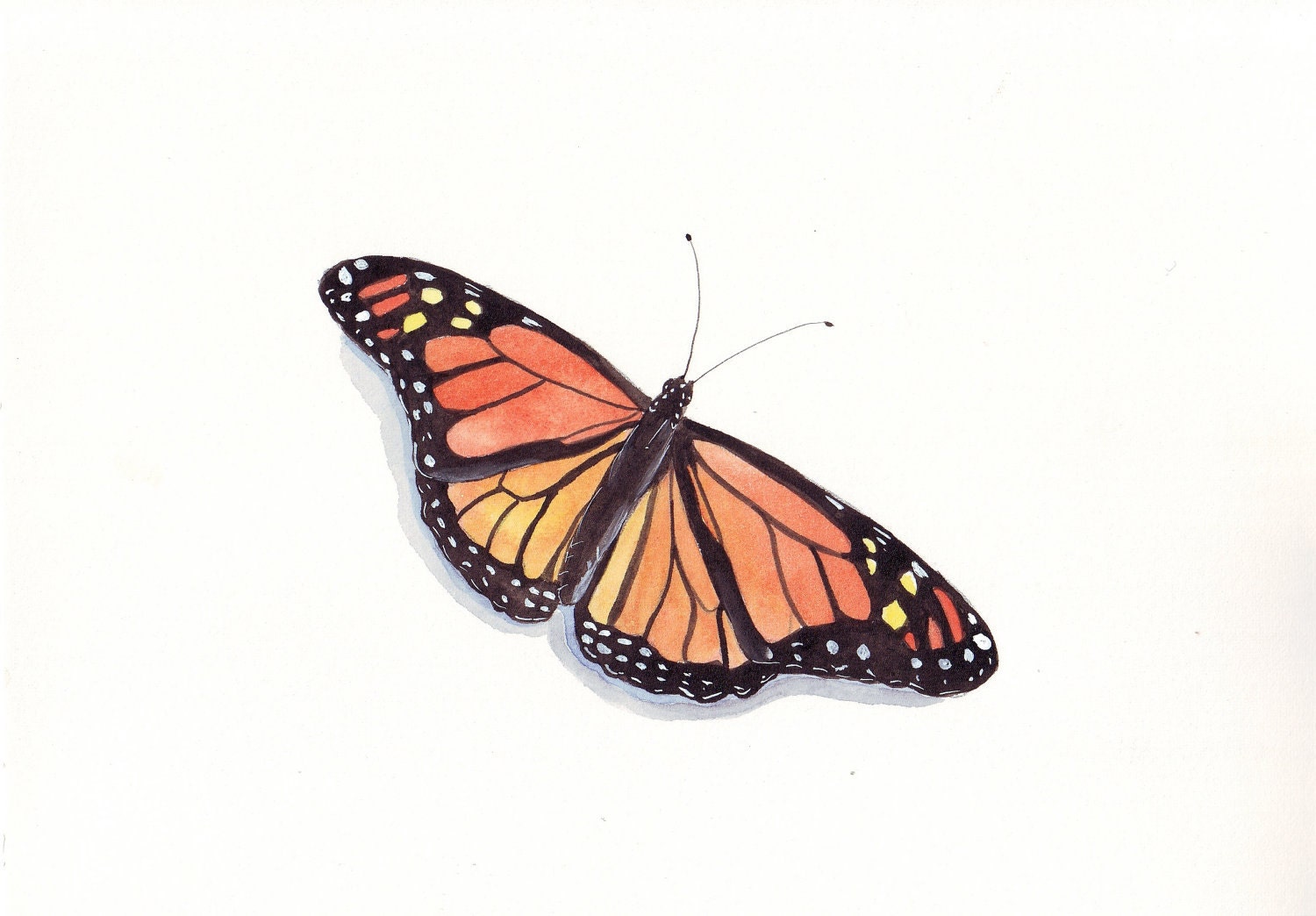 Watercolor painting - Butterfly Painting - Nature insect orange - Print of watercolor painting by Splodgepodge - 5 by 7 print