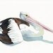 Pelican watercolor Painting P081 print of watercolor painting - 5 by 7 print