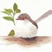 Wren Painting Bird Watercolor ORIGINAL Fairy Wren painting