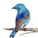 Bluebird watercolor painting - print of watercolor painting- 5 by 7 print