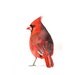 Cardinal Watercolor Painting - Print of watercolor painting. - 5 by 7 print
