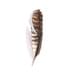 Feather Painting brown - print of watercolor painting 5 by 7 print