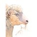 Lamb Painting L007 - print of watercolor painting A4