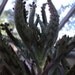 Alligator Plant Babies AKA Bryophyllum Tubiflora or Chandelier Plant