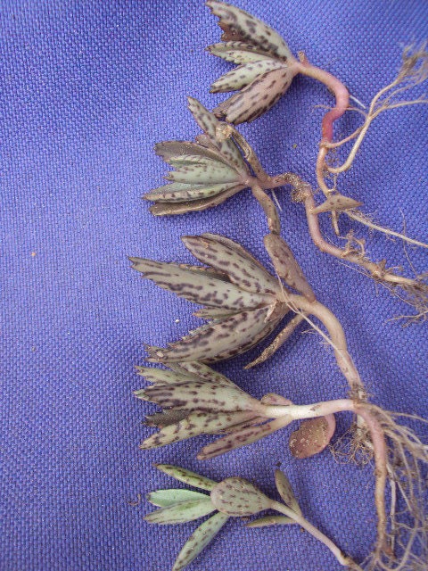Sale Chandelier Plant Babies Grow Your Own
