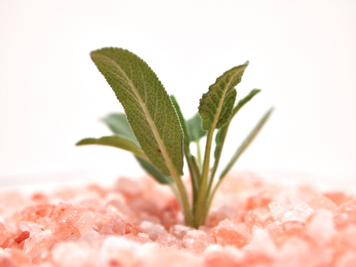 Toning Bath Salts Aromatherapy Cellulite Natural Detox 10oz Plant Sage