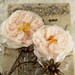 Parfait Collection - Blush 547189 -  2 Sheer silk fabric flowers with stamen  peach colored flat back