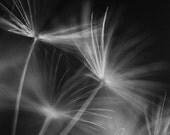 black and white dandelion photograph fine art photo macro wall decor nature dark