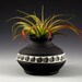 RESERVED FOR JAMIE Free Air Plant With Textured Porcelain Tilly Vase (1913)