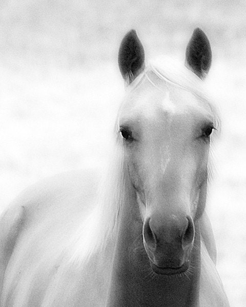 11x14 Black and White Horse Photography Print Angel