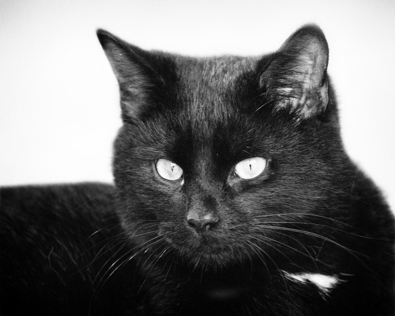 Black Cat Farm Animal Photography Black and White Print