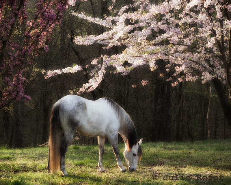 Horse Photography Equestrian Art Spring