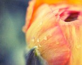 Macro Flower Photograph - "Spring" 8 x 8 Fine Art Print Metallic Vintage Feel Macro Flower Water Drop Shabby Chic Photograph