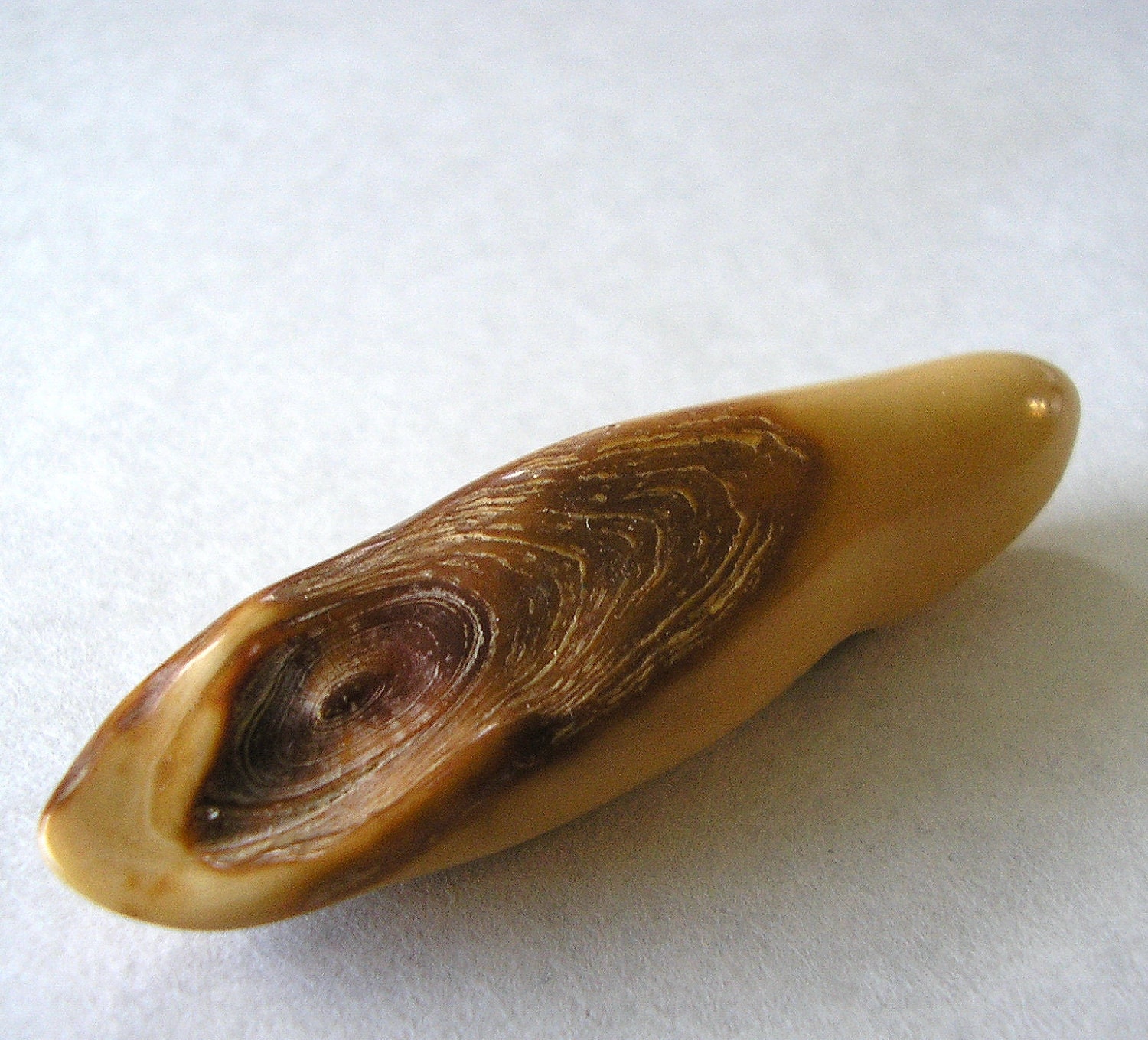 Fossil Walrus Ivory Tooth Polished Piece for Jewelry by driftingby