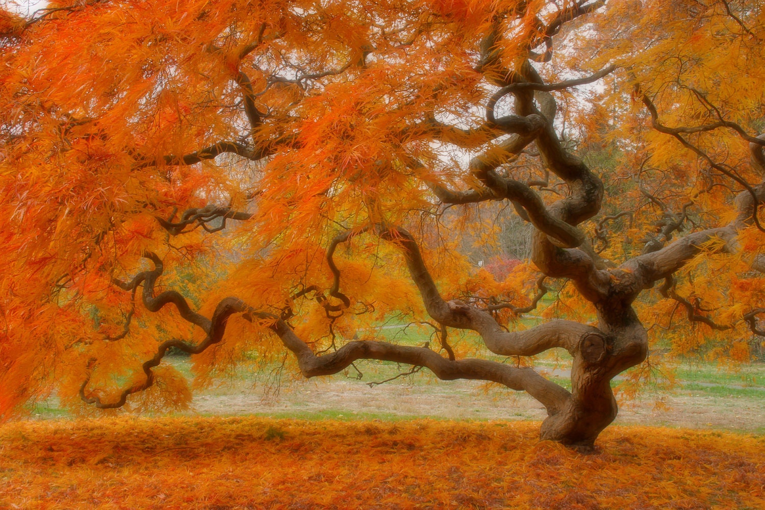 Nature Photography, Autumn Tree, Fall Landscape, Threadleaf Japanese Maple Tree, Orange, Halloween, Photograph Print, HDR, 6X9