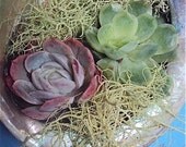 Coastal Living Modernist Abalone Shell Wall Planter