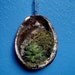 Coastal Living Modernist Abalone Shell Hanging Wall Planter