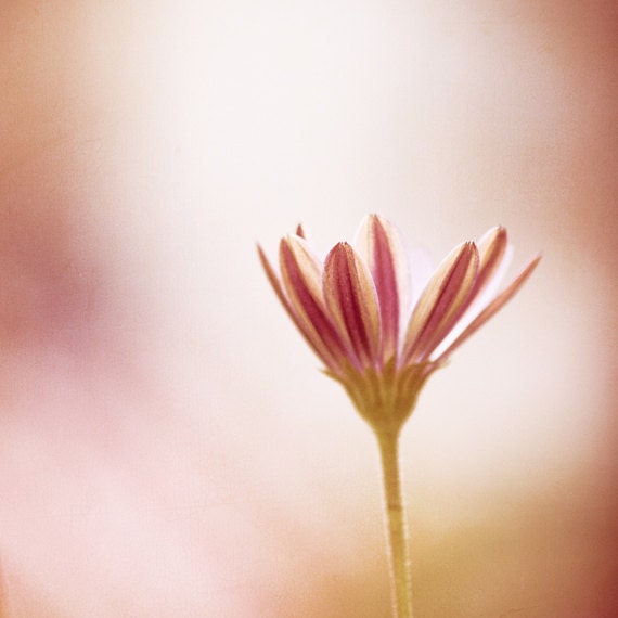 Flower Photography - pale pink daisy pastel floral spring blossoms fine art wall nature photo decor print - 8x8 Photograph, "Soak It In"