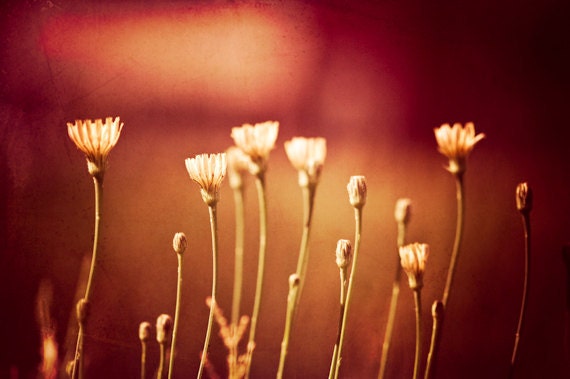 Flower Photography - red flower photograph wall art prints rust fine art photography flower photo prints brown floral art - 8x12 Photograph