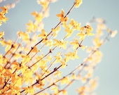 Large Photography - yellow blue floral flower branches pastel light wall art forsythia branch print - 24x30, 16x20, "The Romance of Spring"