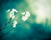 Flower Photography - teal green white spring nature decor fine art photography turquoise floral photo wall art - 8x10 Photograph, "Longing"