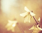 Flower Photography - gold art botanical art prints yellow brown orange golden spring blossoms nature floral wall art photo - 8x10 Photograph