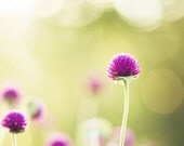 Flower Photography - green yellow purple pink spring floral art print wall nature botanical - 8x8 Photograph, "The Wild Flower's Song"