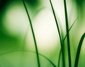 Abstract Photography - green grass nature modern print fine art photo white botanical wall art - 11x14, 8x10 Photograph, "Natural Flow"