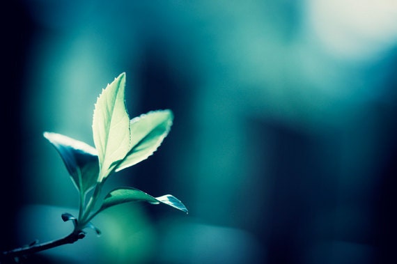 Large Wall Art - dark teal nature photography blue green turquoise aqua navy botanical print branches, 16x20 Photograph, "In the Moonlight"