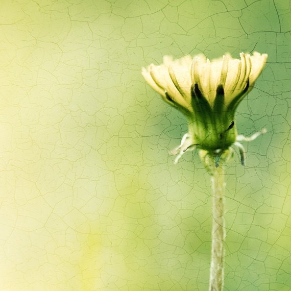 Nature Photography - dandelion art print - yellow green chartreuse - fine art photography - botanical flower - 8x8 Photograph, "A New Day" - CarolynCochrane