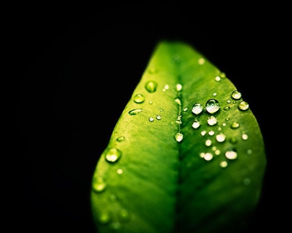 Nature Photography - green black wall art - fine art photography - leaf photo prints - botanical macro - 8x10 Photograph, "After the Rain"