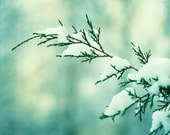Winter Photography - christmas mint green snow holiday decor teal turquoise fine art photography branch botanical prints - 5x7 Photograph