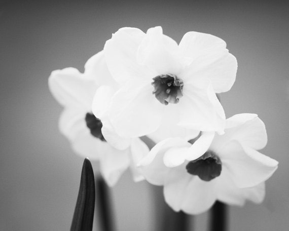 Black and White Photography - flowers monochromatic daffodil black white art prints wall nature floral photography photo - 8x10 Photograph - CarolynCochrane