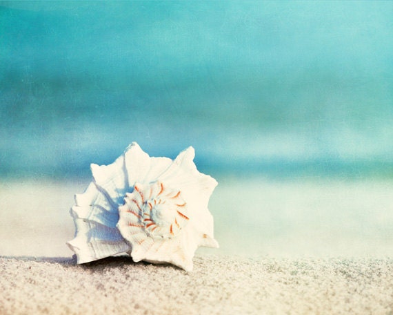 Beach Photography - seashell conch shell - aqua blue white beige - seashore ocean sea photo - coastal wall art - 8x10 Photograph, "Paradise"