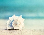 Seashell Photography - 5x7, 5x5 beach conch shell print aqua blue seashore photograph sea ocean white wall print nautical photo - "Paradise" - CarolynCochrane