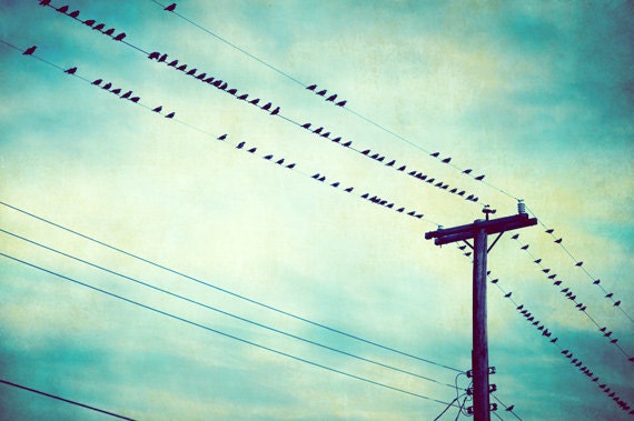 Bird on Wire Photography - teal black blue green bird wall art nature turquoise black print - 11x14, 8x12, 8x10 Photo, "Bird's Eye View"