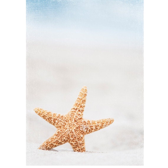 Starfish photography - beach photo star fish coastal wall art prints seashore home decor cottage white blue - 5x7 Photograph, "Starfish"